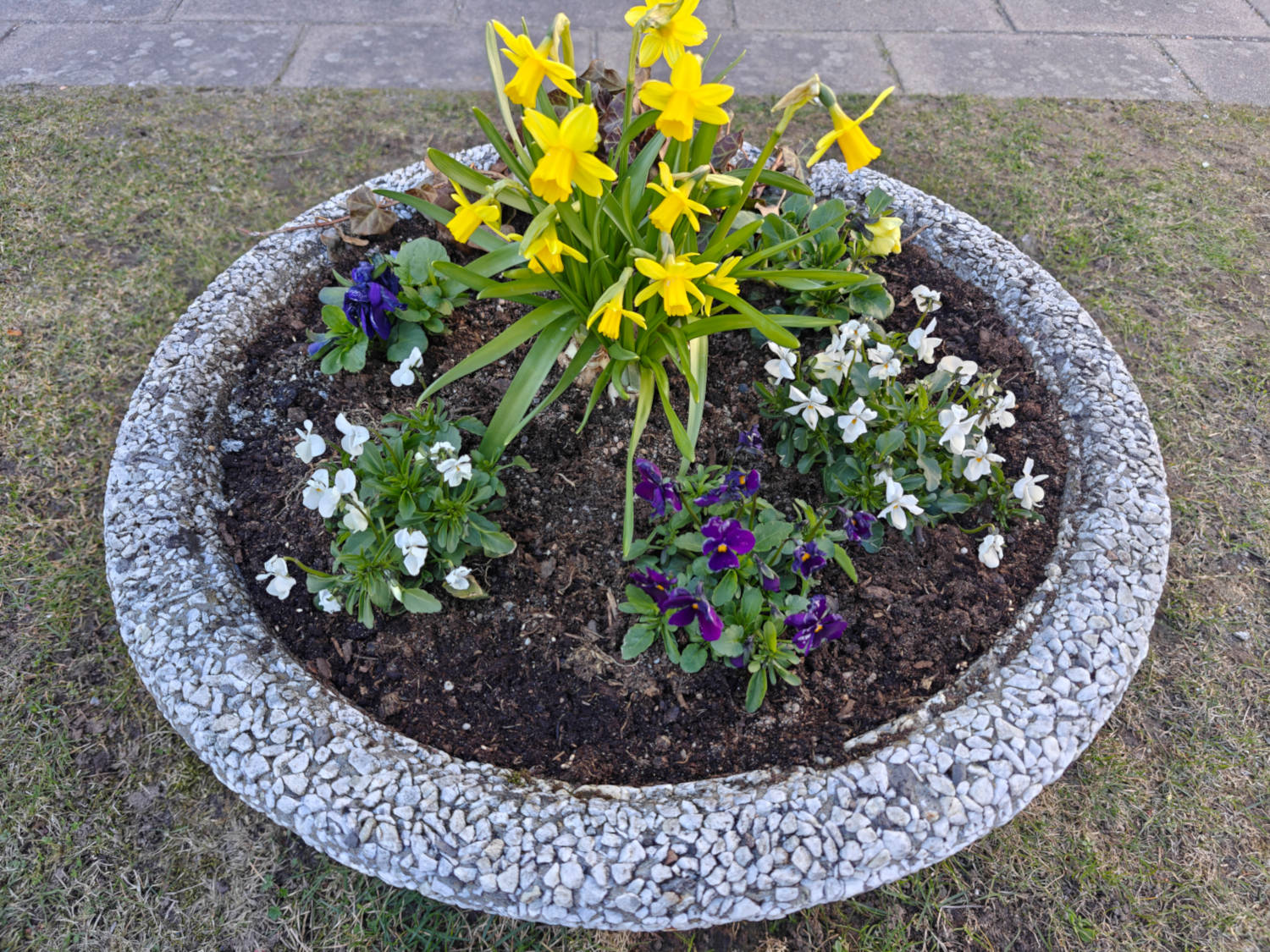 Bild på plantering av vårblommor